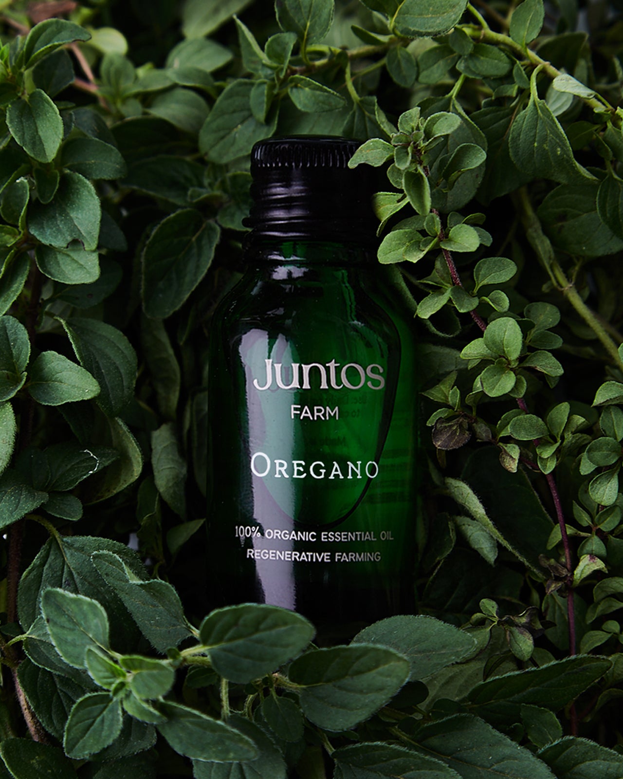 Organic Oregano Essential Oil — Flower Power Herbs & Roots