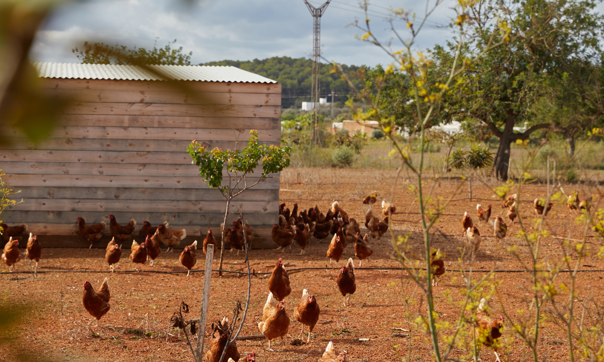 Banner Image Banner Image