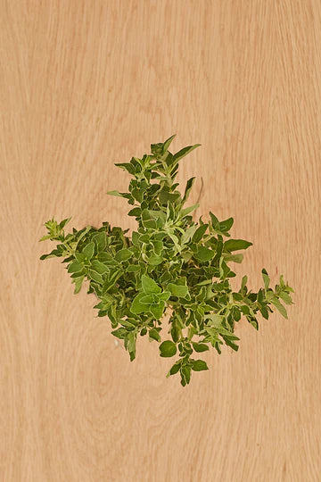 Oregano